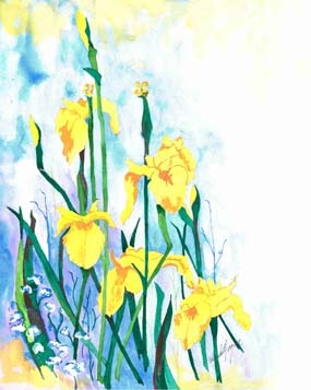 Click here to view Flag Iris by Pamela Morgan